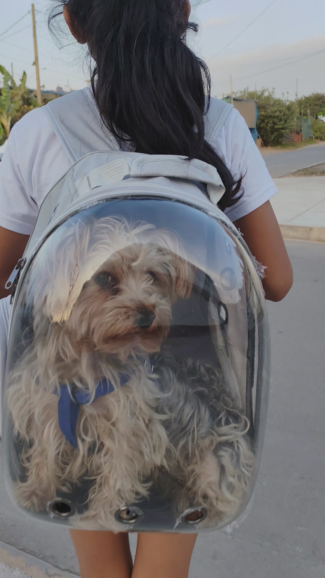 Kit Viajero para Mascotas